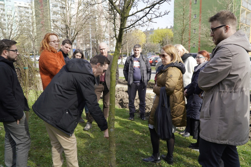 O ochronie drzew w raciborskim urzędzie miasta